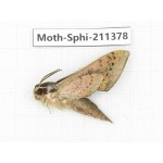 Sphingidae sp. China, Yunnan, Dali, C of Mt.Cangshan. 1Pcs. Moth-Sphi-211378.