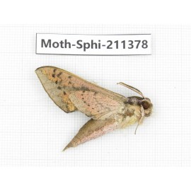 Sphingidae sp. China, Yunnan, Dali, C of Mt.Cangshan. 1Pcs. Moth-Sphi-211378.