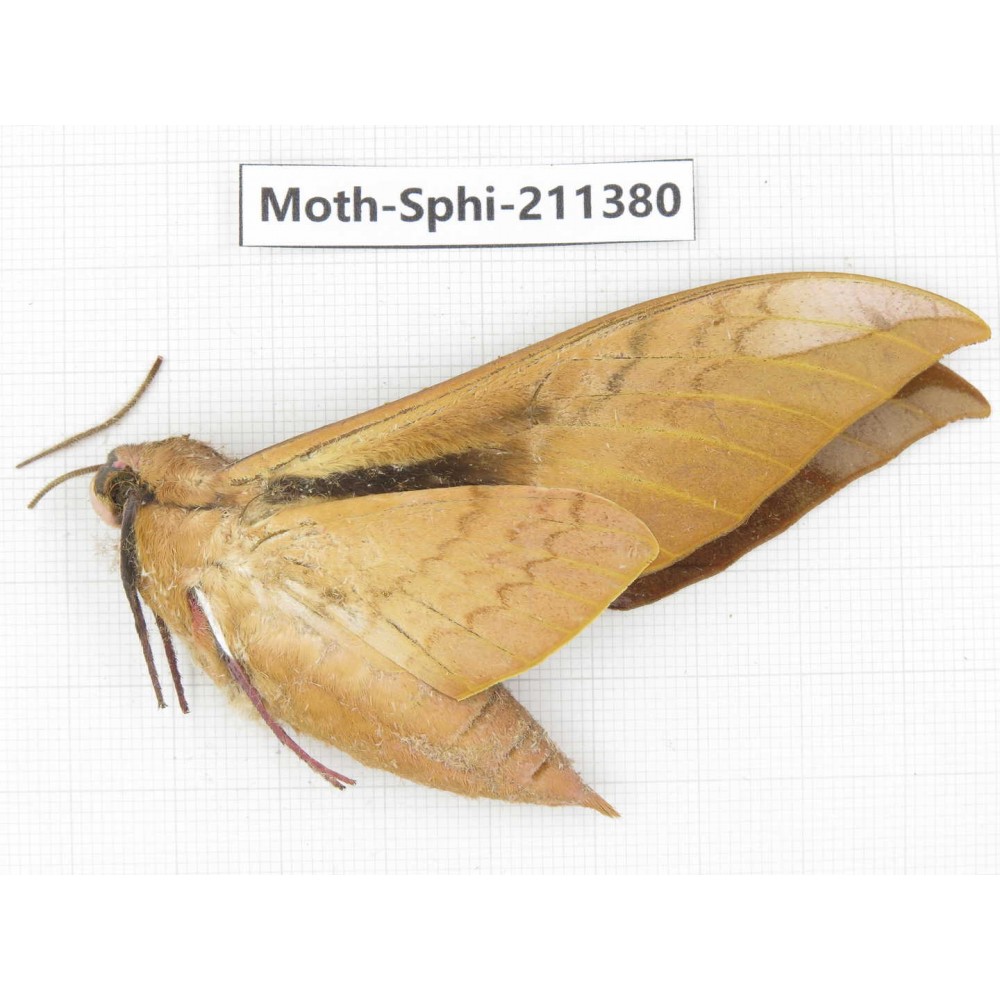 Sphingidae sp. China, Yunnan, Dali, C of Mt.Cangshan. 1Pcs. Moth-Sphi-211380.