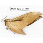 Sphingidae sp. China, Yunnan, Dali, C of Mt.Cangshan. 1Pcs. Moth-Sphi-211380.