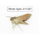Sphingidae sp. China, Yunnan, Dali, C of Mt.Cangshan. 1Pcs. Moth-Sphi-211381.