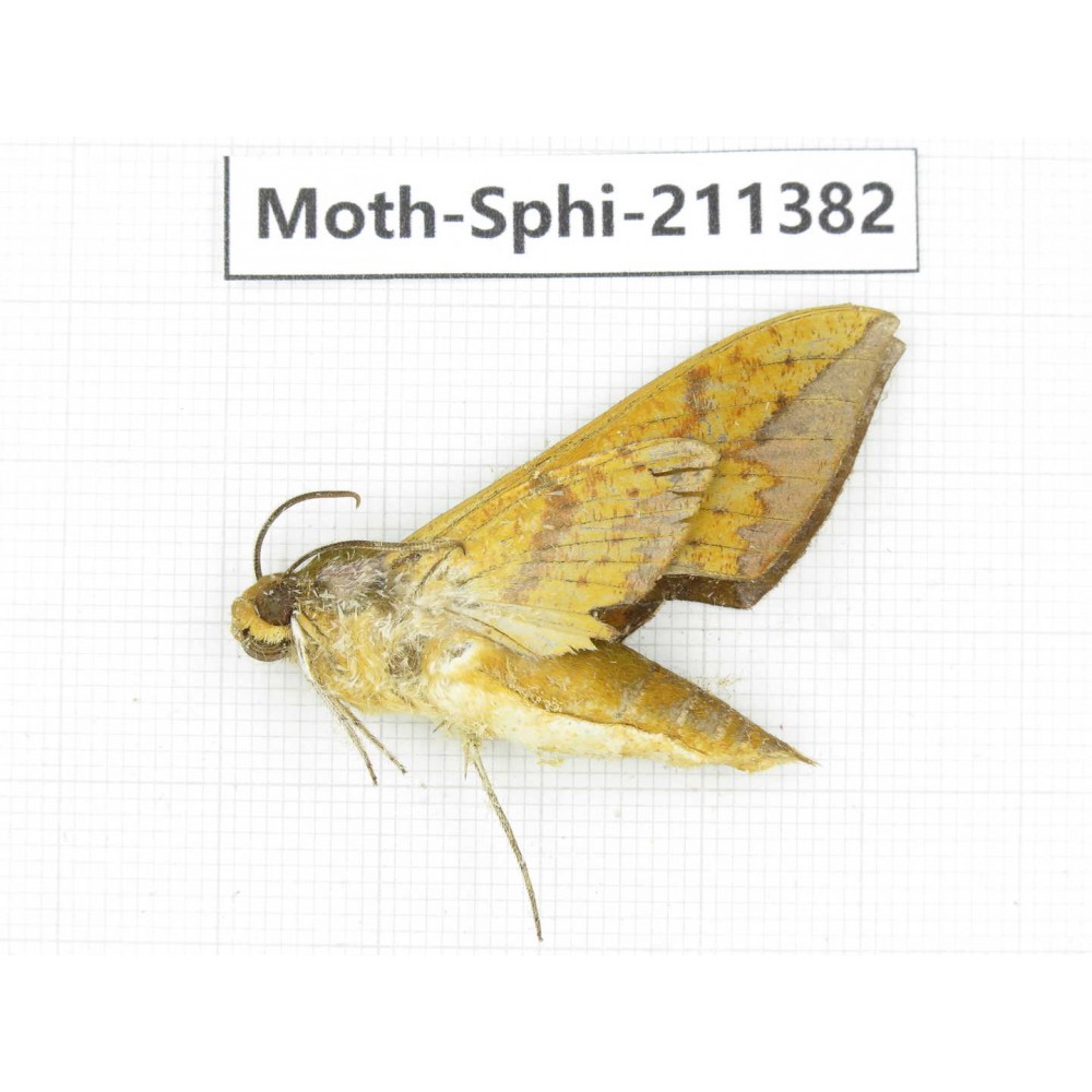 Sphingidae sp. China, Yunnan, Dali, C of Mt.Cangshan. 1Pcs. Moth-Sphi-211382.