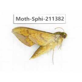 Sphingidae sp. China, Yunnan, Dali, C of Mt.Cangshan. 1Pcs. Moth-Sphi-211382.