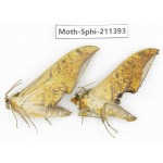 Sphingidae sp. China, Yunnan, Dali, C of Mt.Cangshan. 2Pcs. Moth-Sphi-211393.