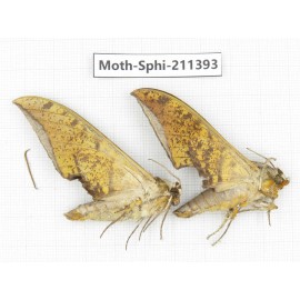 Sphingidae sp. China, Yunnan, Dali, C of Mt.Cangshan. 2Pcs. Moth-Sphi-211393.