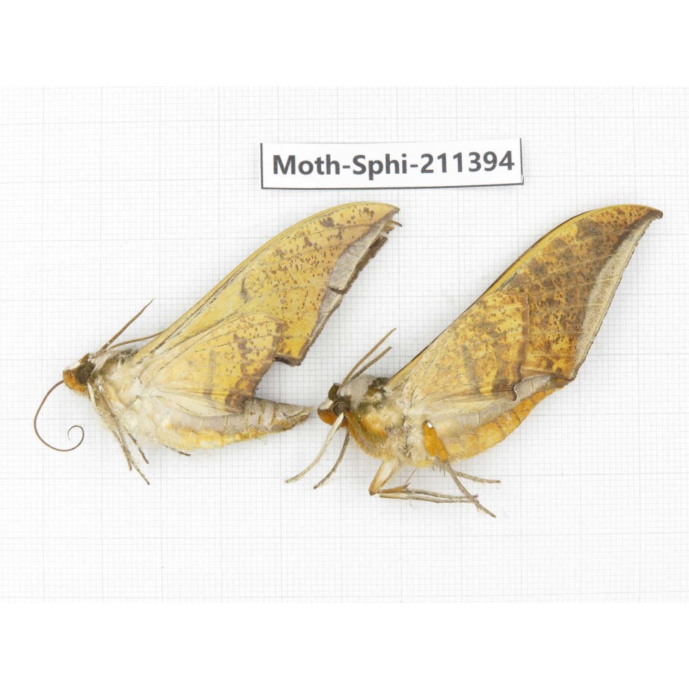 Sphingidae sp. China, Yunnan, Dali, C of Mt.Cangshan. 2Pcs. Moth-Sphi-211394.