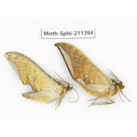Sphingidae sp. China, Yunnan, Dali, C of Mt.Cangshan. 2Pcs. Moth-Sphi-211394.