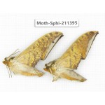 Sphingidae sp. China, Yunnan, Dali, C of Mt.Cangshan. 2Pcs. Moth-Sphi-211395.