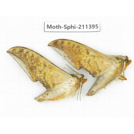 Sphingidae sp. China, Yunnan, Dali, C of Mt.Cangshan. 2Pcs. Moth-Sphi-211395.