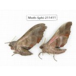 Sphingidae sp. China, Yunnan, Dali, C of Mt.Cangshan. 2Pcs. Moth-Sphi-211411.