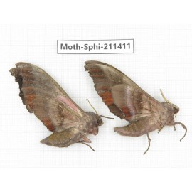 Sphingidae sp. China, Yunnan, Dali, C of Mt.Cangshan. 2Pcs. Moth-Sphi-211411.
