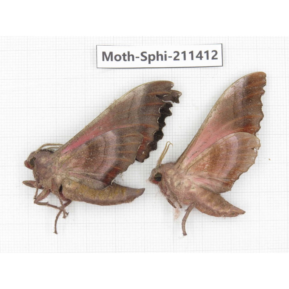 Sphingidae sp. China, Yunnan, Dali, C of Mt.Cangshan. 2Pcs. Moth-Sphi-211412.