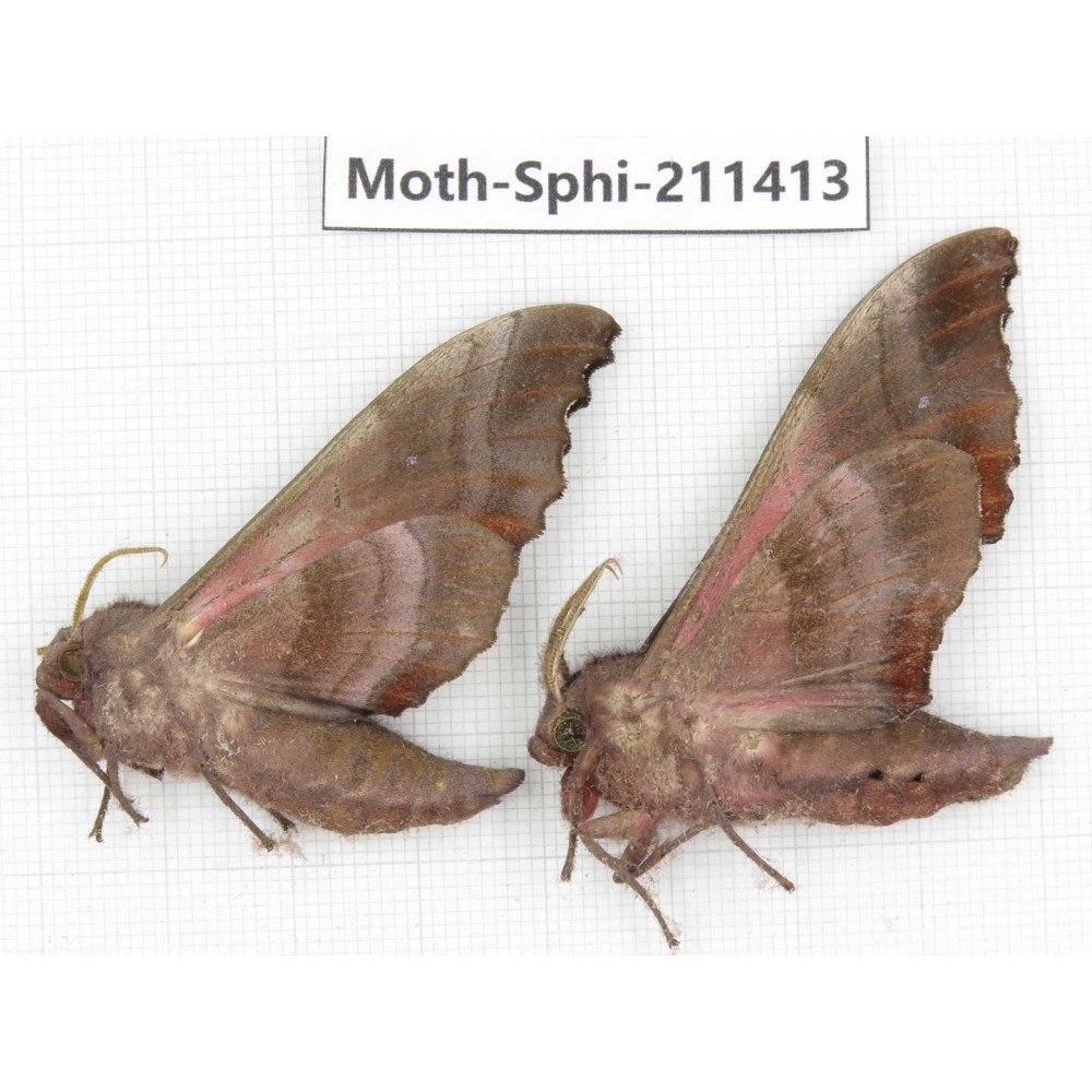 Sphingidae sp. China, Yunnan, Dali, C of Mt.Cangshan. 2Pcs. Moth-Sphi-211413.