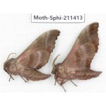 Sphingidae sp. China, Yunnan, Dali, C of Mt.Cangshan. 2Pcs. Moth-Sphi-211413.