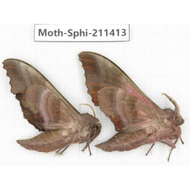 Sphingidae sp. China, Yunnan, Dali, C of Mt.Cangshan. 2Pcs. Moth-Sphi-211413.