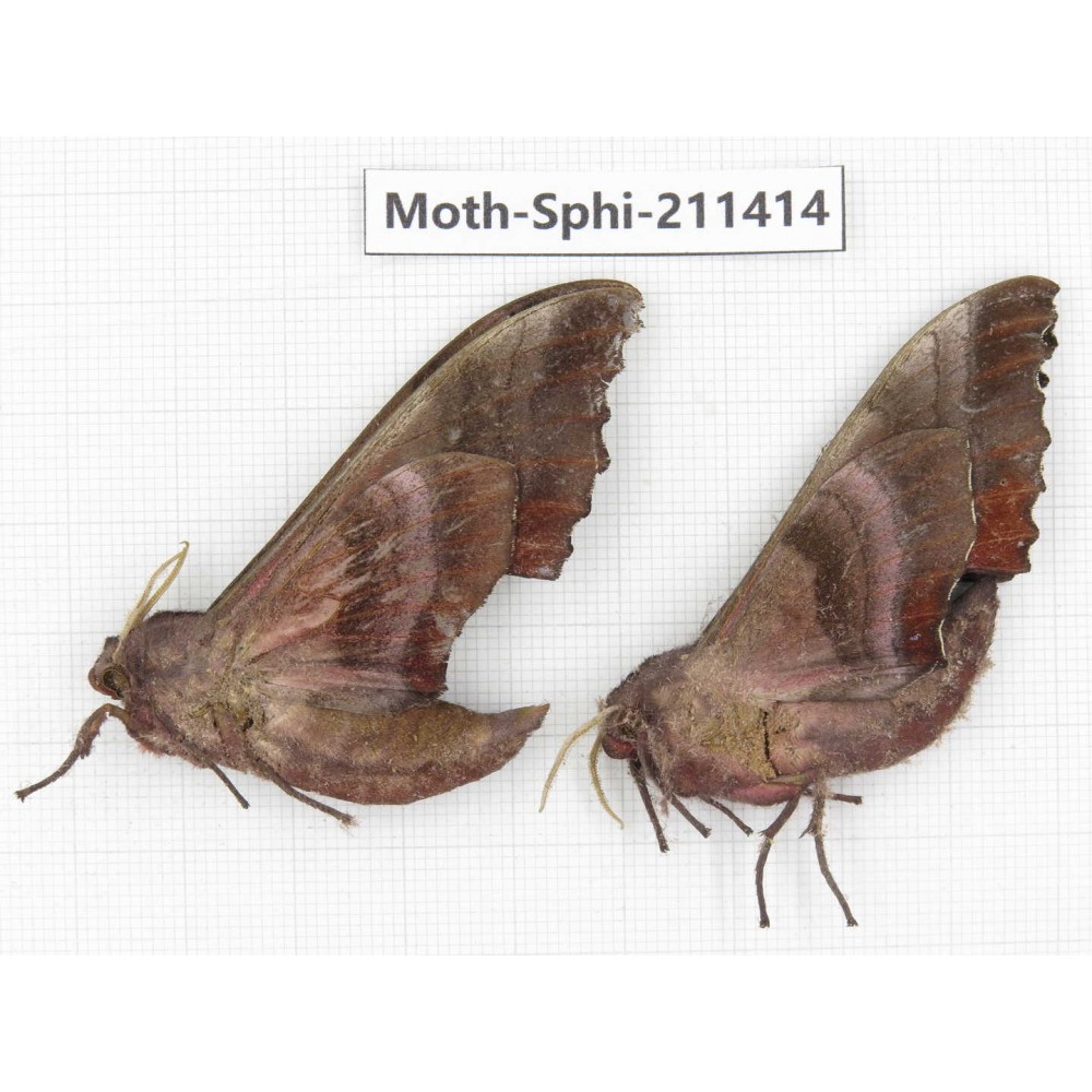 Sphingidae sp. China, Yunnan, Dali, C of Mt.Cangshan. 2Pcs. Moth-Sphi-211414.