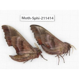 Sphingidae sp. China, Yunnan, Dali, C of Mt.Cangshan. 2Pcs. Moth-Sphi-211414.