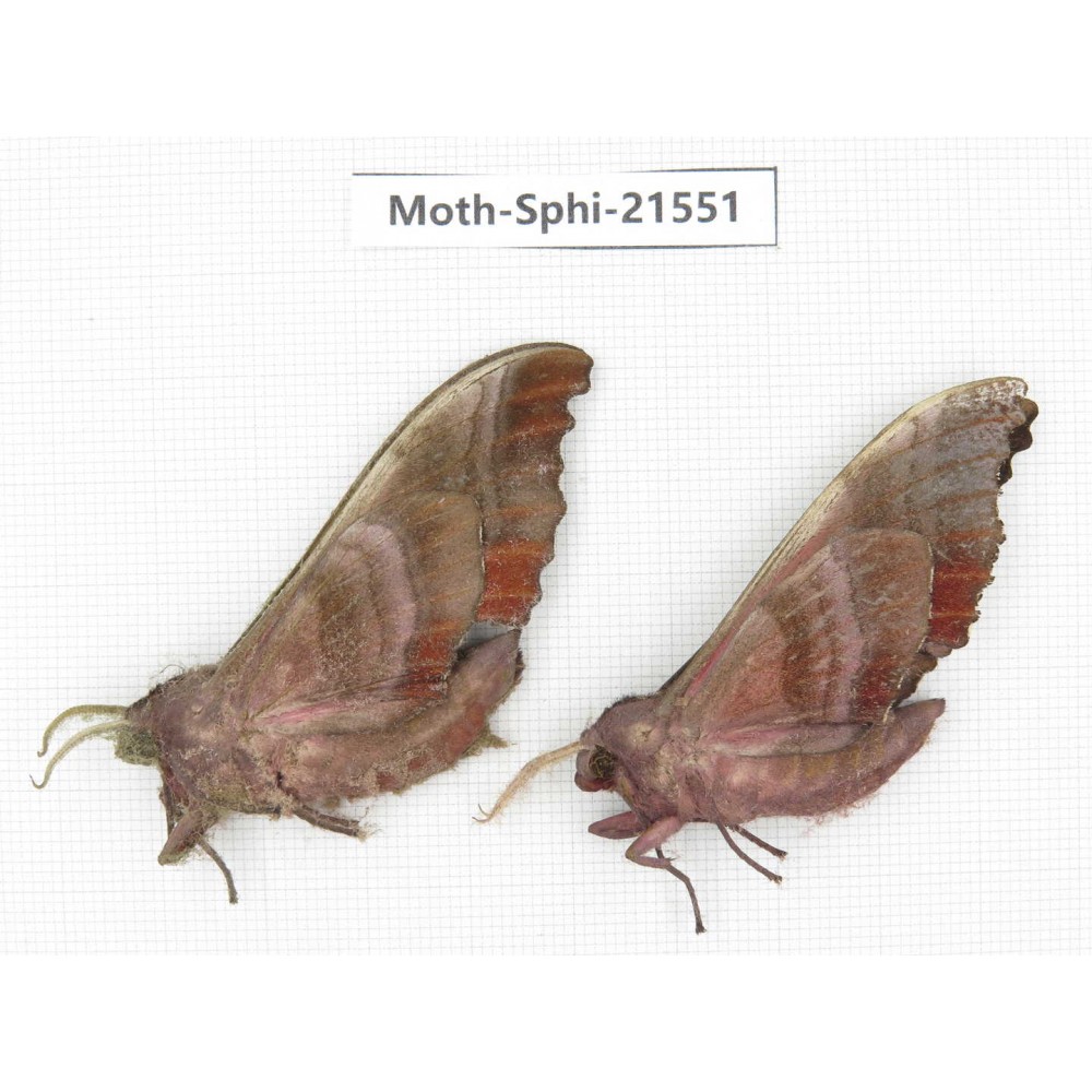Sphingidae sp. China, Yunnan, Dali, Fengyi town. 2Pcs. Moth-Sphi-21551.