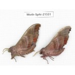 Sphingidae sp. China, Yunnan, Dali, Fengyi town. 2Pcs. Moth-Sphi-21551.