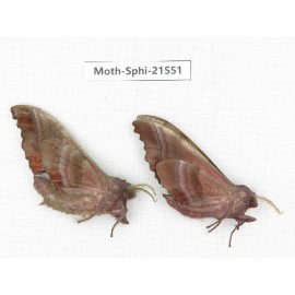 Sphingidae sp. China, Yunnan, Dali, Fengyi town. 2Pcs. Moth-Sphi-21551.