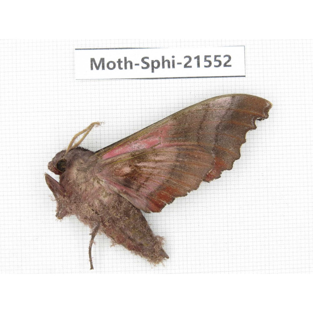 Sphingidae sp. China, Yunnan, Dali, Fengyi town. 1Pcs. Moth-Sphi-21552.