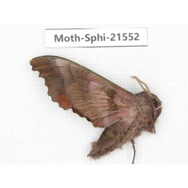 Sphingidae sp. China, Yunnan, Dali, Fengyi town. 1Pcs. Moth-Sphi-21552.