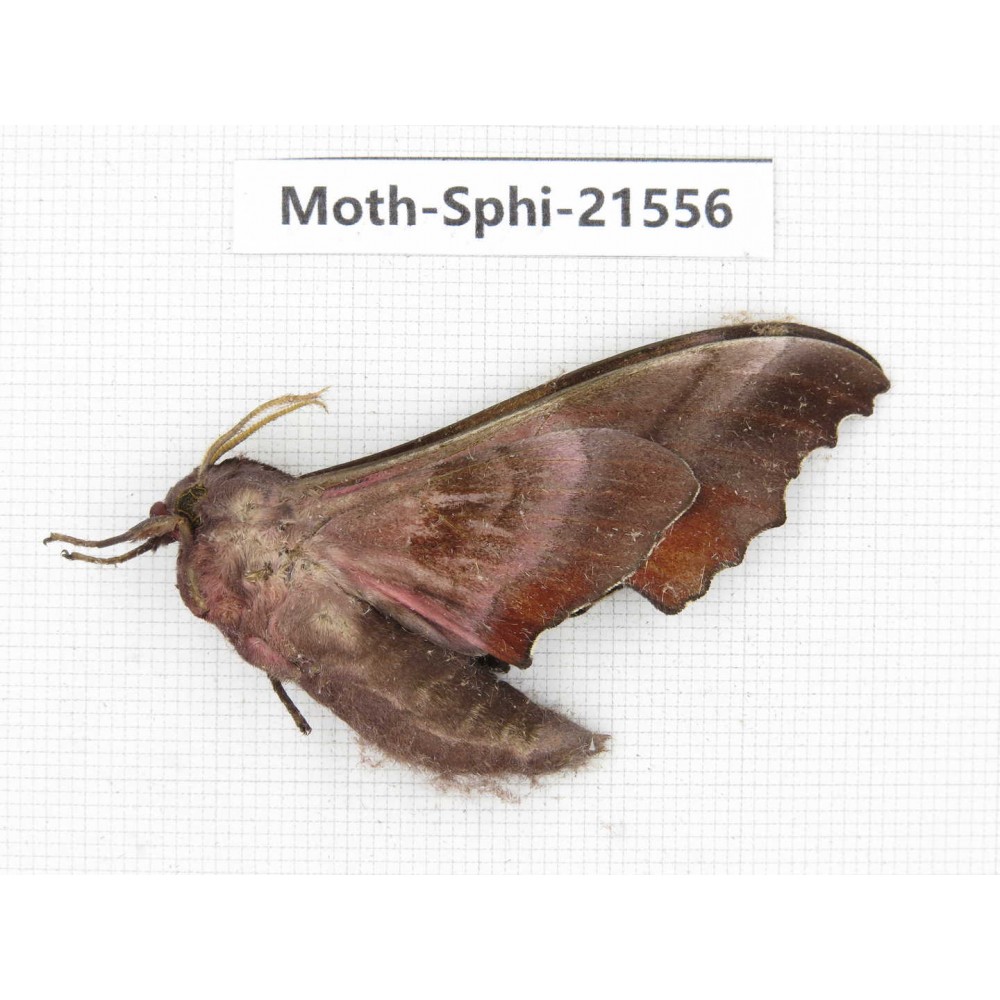 Sphingidae sp. China, Yunnan, Dali, Fengyi town. 1Pcs. Moth-Sphi-21556.