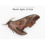 Sphingidae sp. China, Yunnan, Dali, Fengyi town. 1Pcs. Moth-Sphi-21556.
