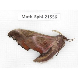 Sphingidae sp. China, Yunnan, Dali, Fengyi town. 1Pcs. Moth-Sphi-21556.