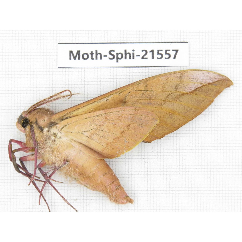 Sphingidae sp. China, Yunnan, Dali, Fengyi town. 1Pcs. Moth-Sphi-21557.