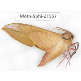 Sphingidae sp. China, Yunnan, Dali, Fengyi town. 1Pcs. Moth-Sphi-21557.