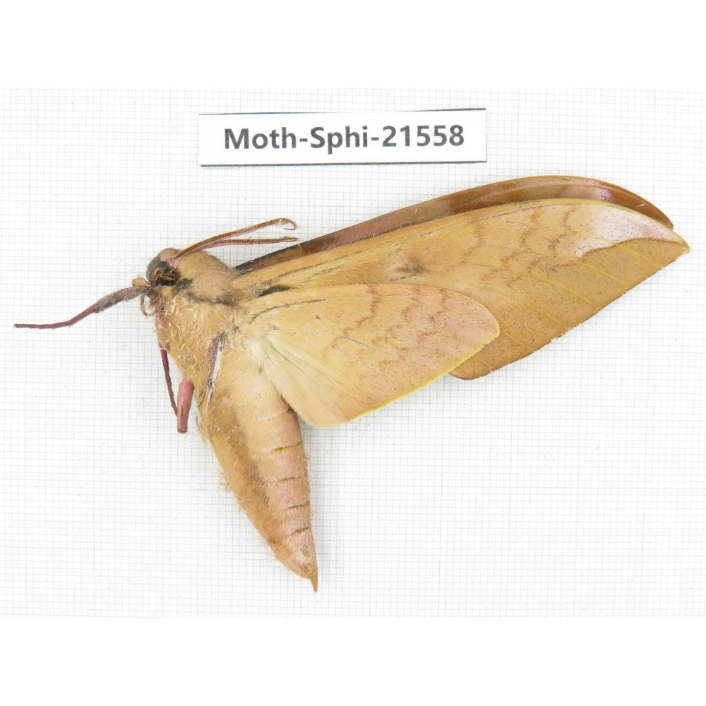 Sphingidae sp. China, Yunnan, Dali, Fengyi town. 1Pcs. Moth-Sphi-21558.