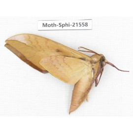 Sphingidae sp. China, Yunnan, Dali, Fengyi town. 1Pcs. Moth-Sphi-21558.