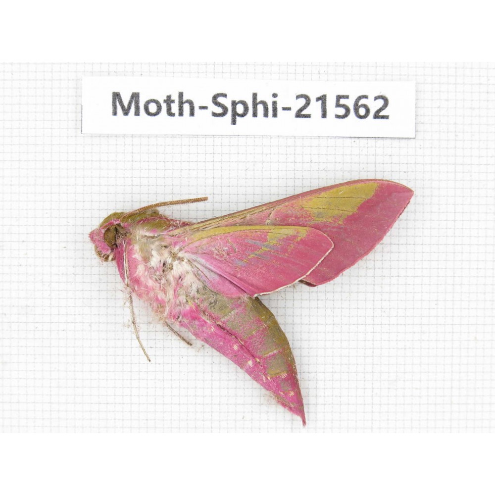 Sphingidae sp. China, Yunnan, Dali, Fengyi town. 1Pcs. Moth-Sphi-21562.