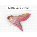 Sphingidae sp. China, Yunnan, Dali, Fengyi town. 1Pcs. Moth-Sphi-21562.