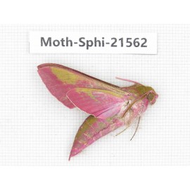 Sphingidae sp. China, Yunnan, Dali, Fengyi town. 1Pcs. Moth-Sphi-21562.