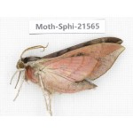 Sphingidae sp. China, Yunnan, Dali, Fengyi town. 1Pcs. Moth-Sphi-21565.