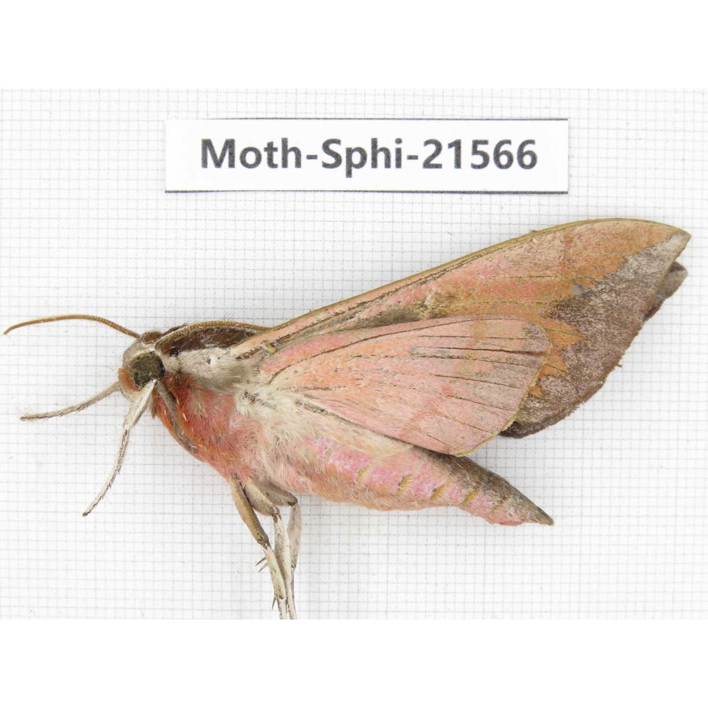 Sphingidae sp. China, Yunnan, Dali, Fengyi town. 1Pcs. Moth-Sphi-21566.