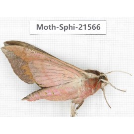 Sphingidae sp. China, Yunnan, Dali, Fengyi town. 1Pcs. Moth-Sphi-21566.