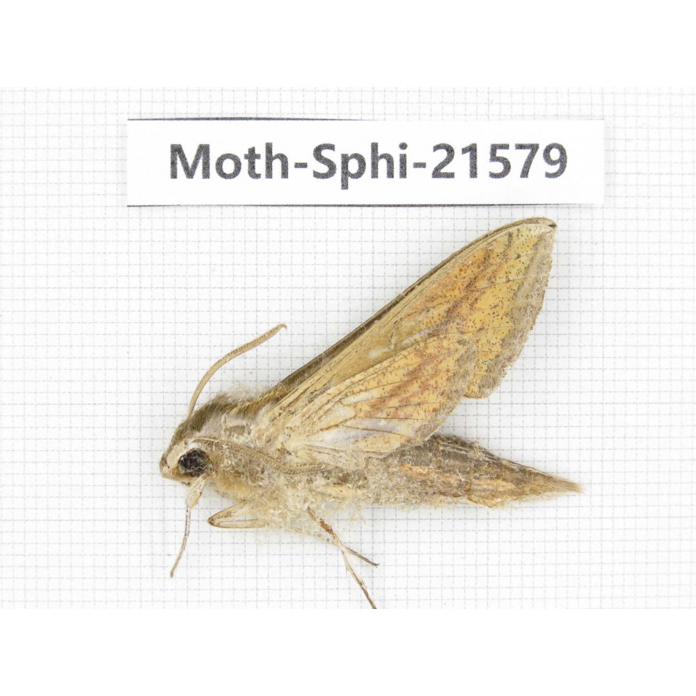 Sphingidae sp. China, Yunnan, Dali, Fengyi town. 1Pcs. Moth-Sphi-21579.