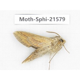 Sphingidae sp. China, Yunnan, Dali, Fengyi town. 1Pcs. Moth-Sphi-21579.