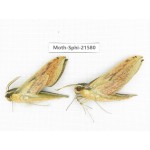 Sphingidae sp. China, Yunnan, Dali, Fengyi town. 2Pcs. Moth-Sphi-21580.
