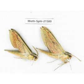 Sphingidae sp. China, Yunnan, Dali, Fengyi town. 2Pcs. Moth-Sphi-21580.