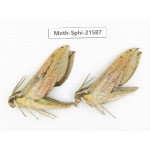 Sphingidae sp. China, Yunnan, Dali, Fengyi town. 2Pcs. Moth-Sphi-21587.