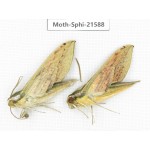 Sphingidae sp. China, Yunnan, Dali, Fengyi town. 2Pcs. Moth-Sphi-21588.
