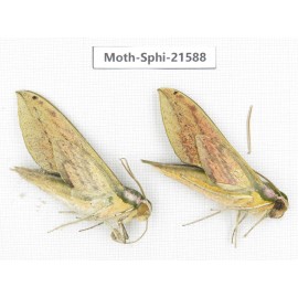 Sphingidae sp. China, Yunnan, Dali, Fengyi town. 2Pcs. Moth-Sphi-21588.