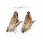 Sphingidae sp. China, Yunnan, Dali, S of Mt.Cangshan. 2Pcs. Moth-Sphi-212122.