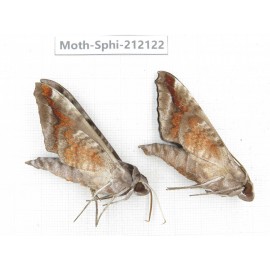 Sphingidae sp. China, Yunnan, Dali, S of Mt.Cangshan. 2Pcs. Moth-Sphi-212122.