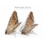 Sphingidae sp. China, Yunnan, Dali, S of Mt.Cangshan. 2Pcs. Moth-Sphi-212123.