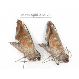 Sphingidae sp. China, Yunnan, Dali, S of Mt.Cangshan. 2Pcs. Moth-Sphi-212123.